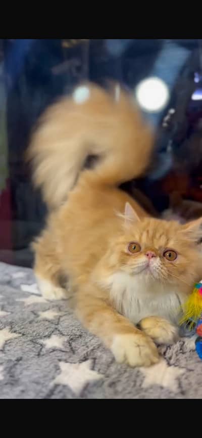 Near to Peke Punch face stud cat available for stud service