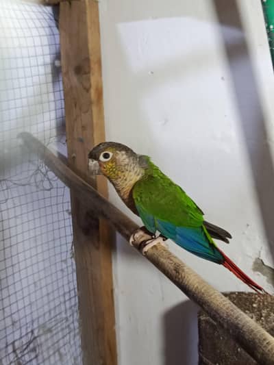 pine apple conure for sale male 8 to 9 months comfir