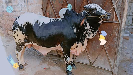 cow for sale