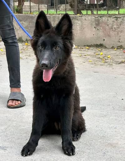 German Shepherd Puppies WhatsApp03055516739