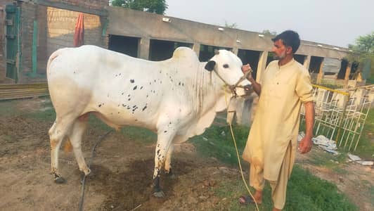 Cow (wera) for sale for eid (desi bread)