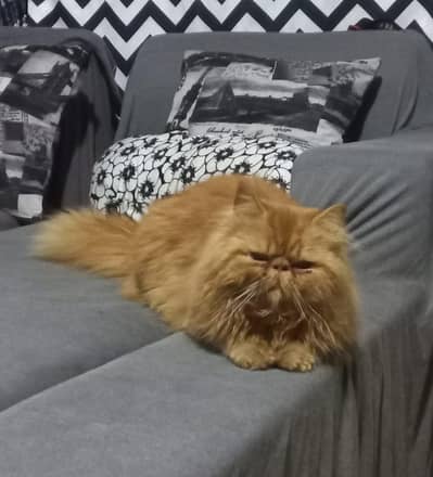 Peki stud Male