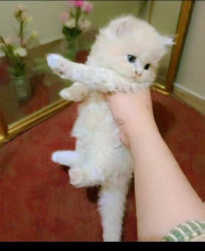 Super active and healthy kitten for sale