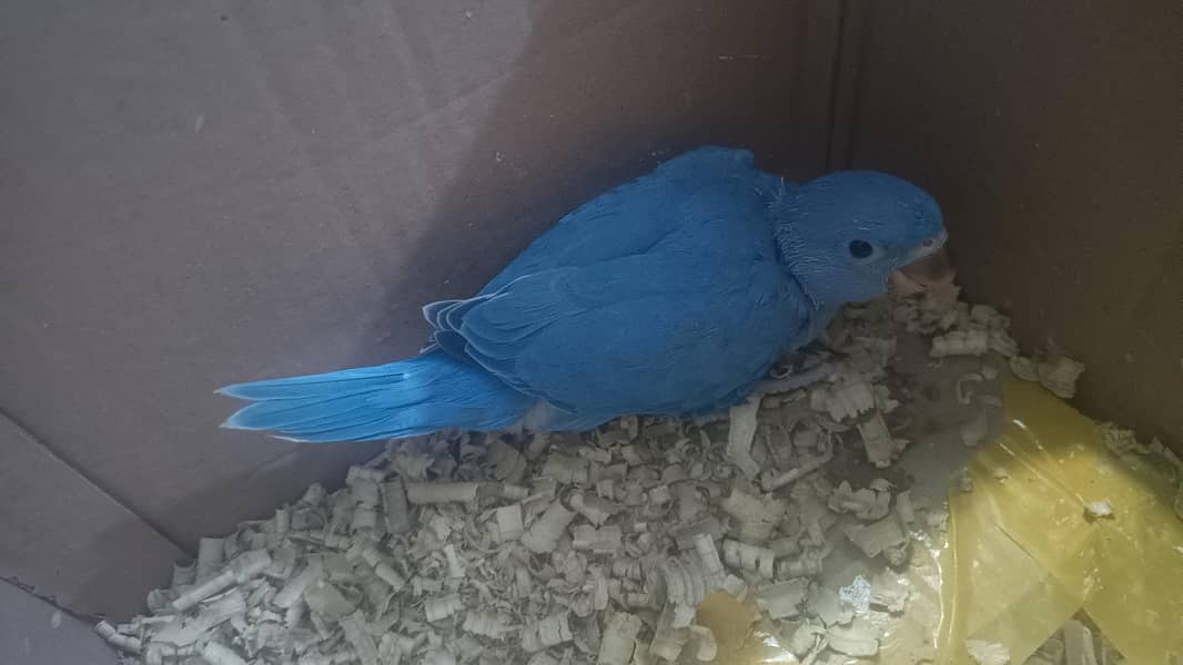 ringneck chick 2