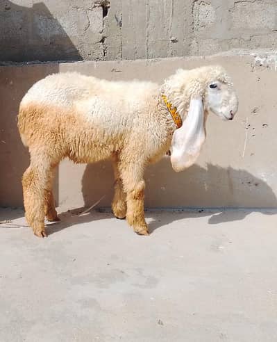 Kajla Dumba For Sale