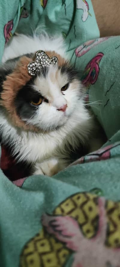 female Persian cat