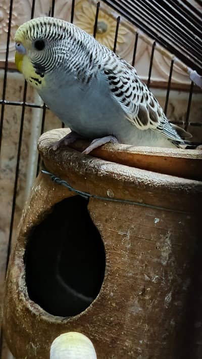 possible BW/ red eye young budgies/breeder