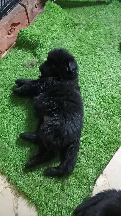 pedigree micro cheap black female