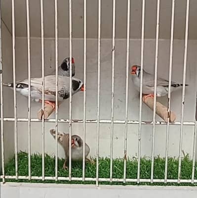 Zebra Finches Pairs