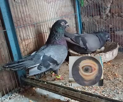shahjahanpuri highflyer breeder pair