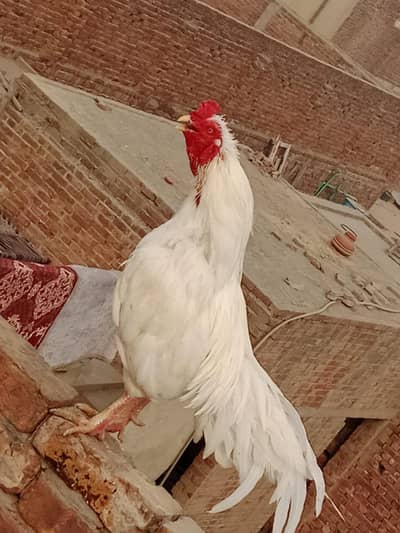 4sale