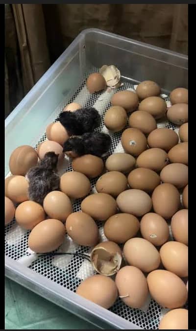 Australorp EGGS  Available for sale