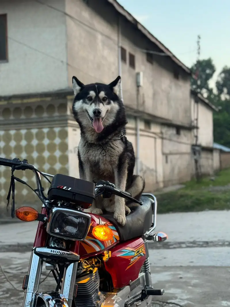 Siberian husky age 11 month America import i