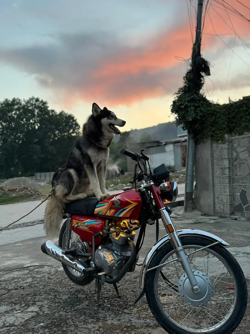 Siberian husky age 11 month America import i — photo 2