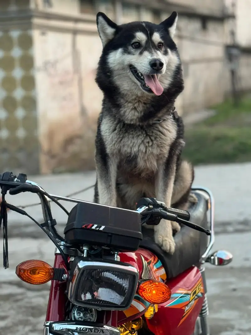 Siberian husky age 11 month America import i — photo 3