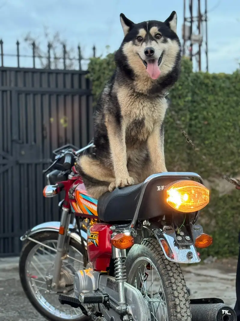Siberian husky age 11 month America import i — photo 4