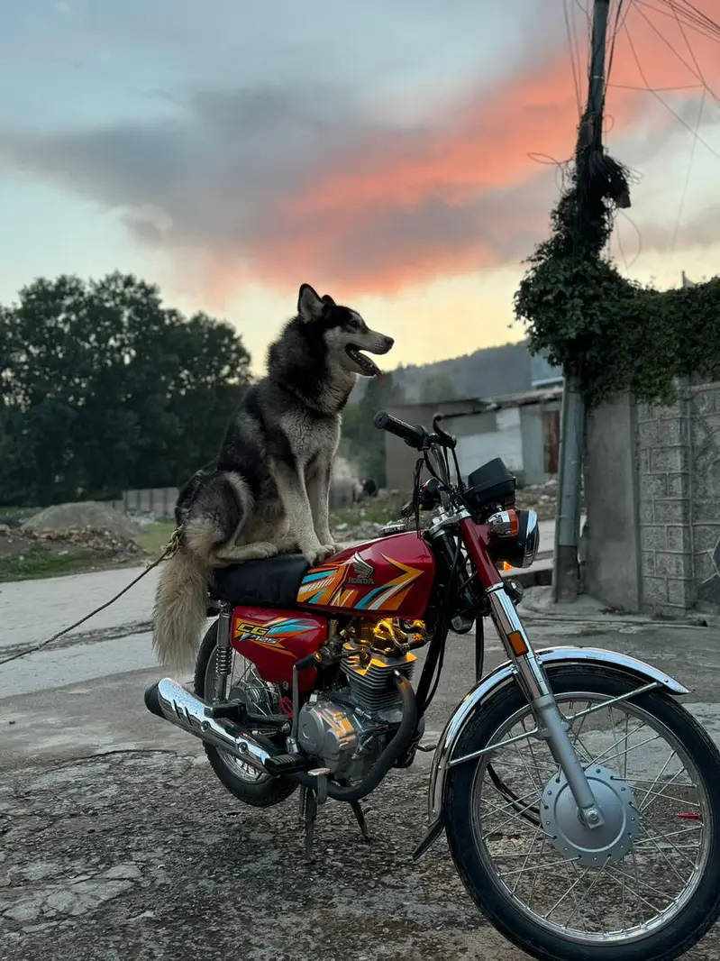 Siberian husky age 11 month America import i — photo 6