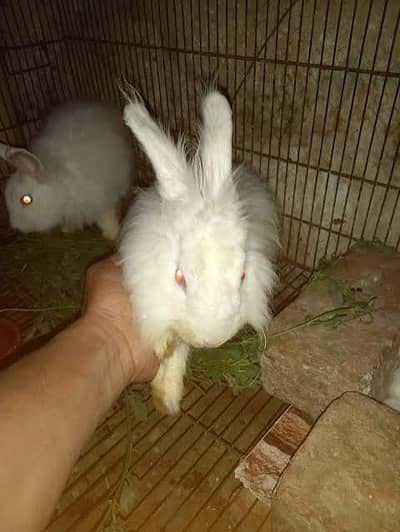 Angora White Rabbit Pair for Sale 