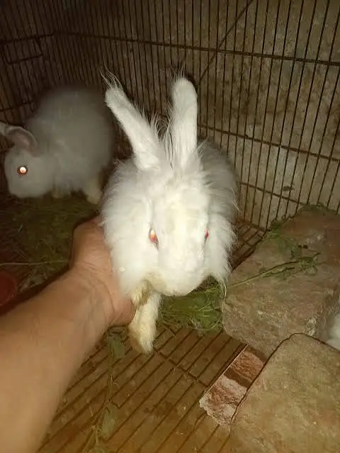 Angora White Rabbit per piece