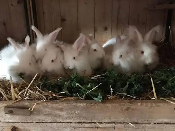 Angora White Rabbit per piece — photo 7