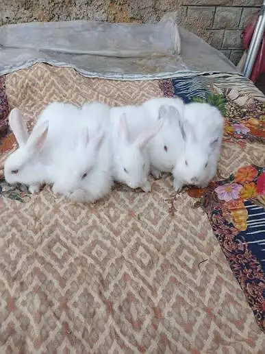 Angora White Rabbit per piece — photo 8