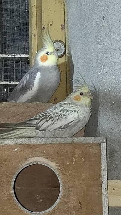 split breeder pair cocktail 0