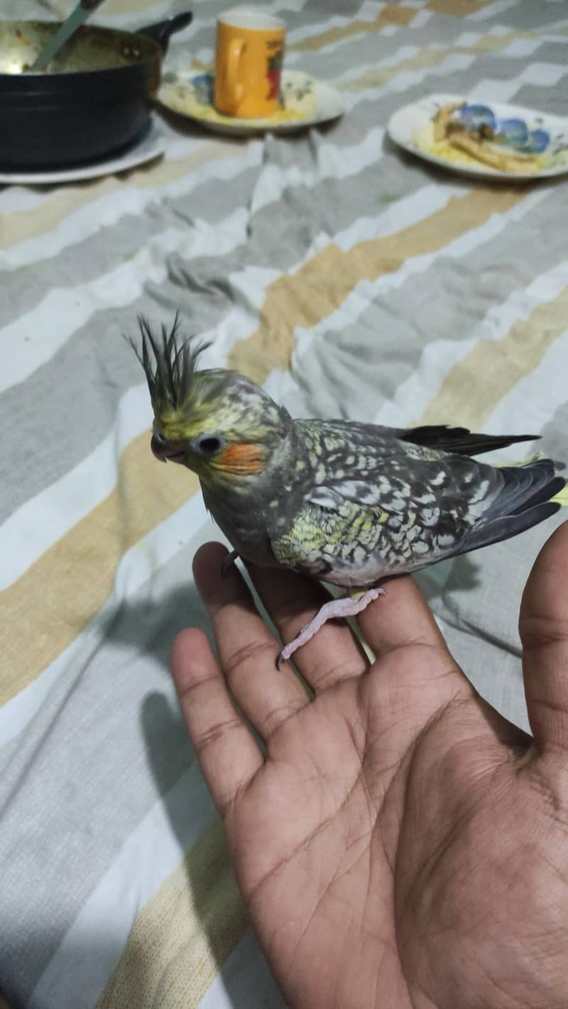 split breeder pair cocktail 1