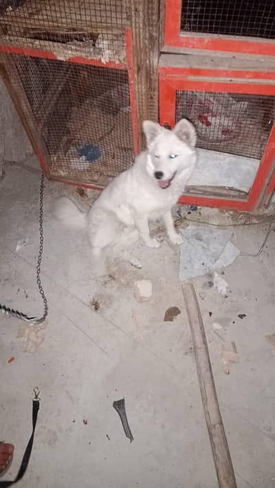 bahut achcha doggy hai Baki bilkul okay hain