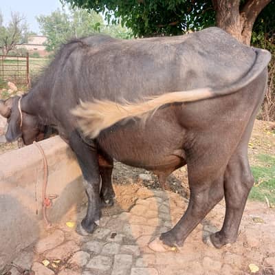jhota for sale.  Whatsapp 03179900309