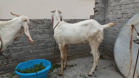 bakry for sale rajanpuri bakrey