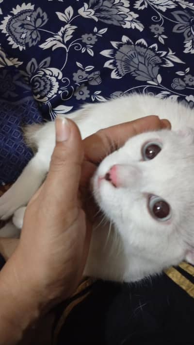 Turkish agora White color