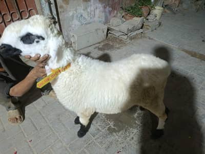 sheep