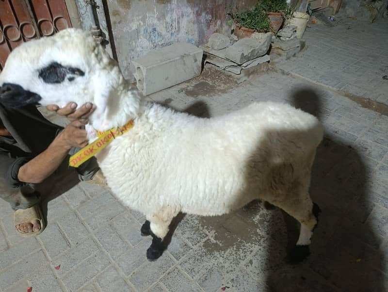sheep 0