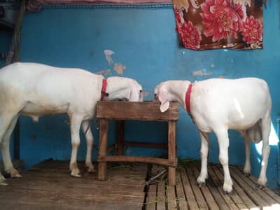 Chatry for sale