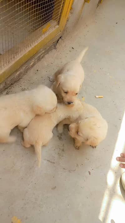 British labrador puppy