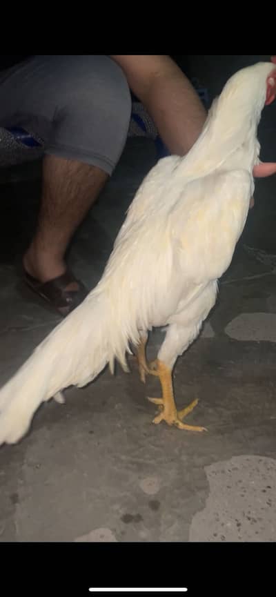 White Heera aseel male