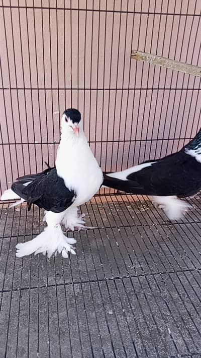 some mix birds for sale