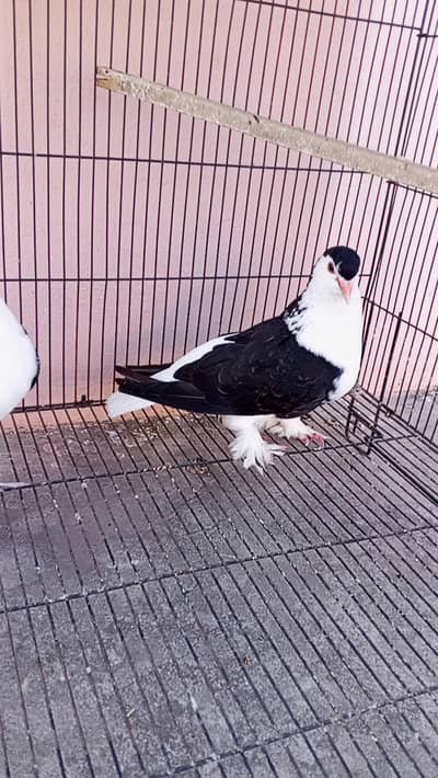lahore shirazi or pair prwazi