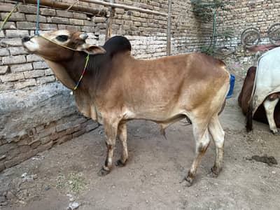 bulls for sale age dhondy