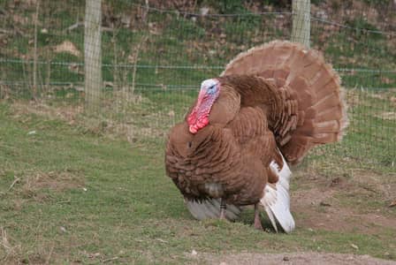 Red Turkey Breeder pair