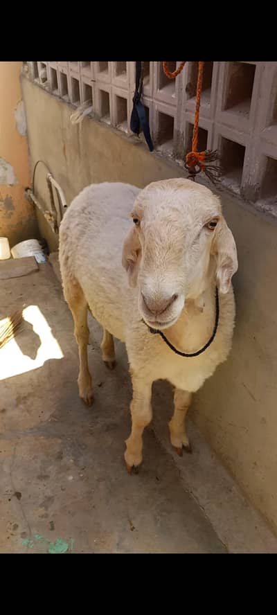 2026 qurbani collection 6 dumbe for sell