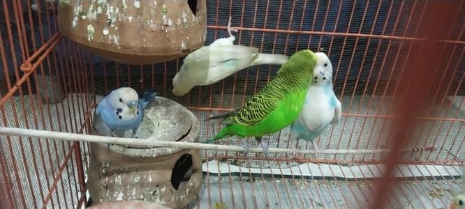 Australian Parrot For Sale 