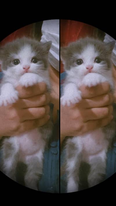 persian kittens for sale