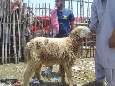 bakra Desi mundra