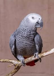 African grey parrot
