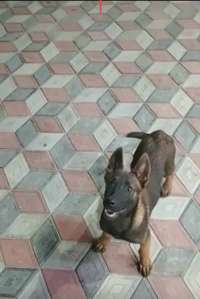 Belgian Malinois K9 Puppies