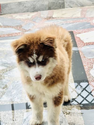 Husky dog