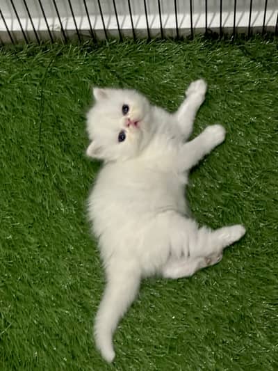 Fluffy Persian Kittens