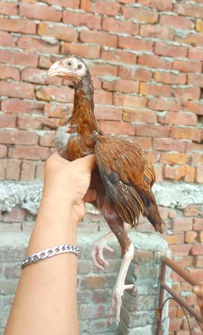 Mushka/Lakha Chicks TOP Quality