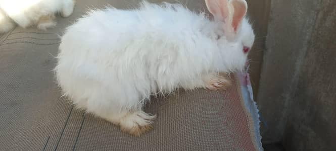 Angora Crossed Rabbit